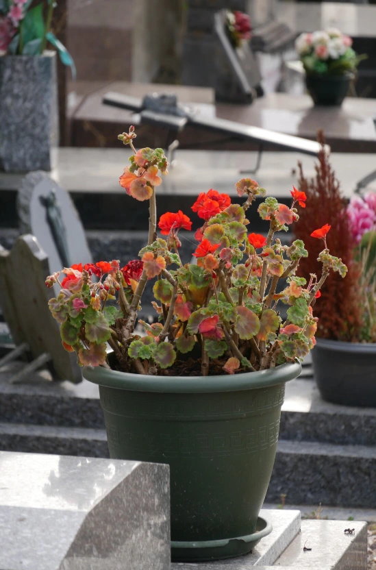 photo d'un pot de fleur sur une tombe